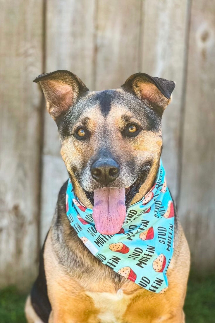 Stud Muffin Bandana