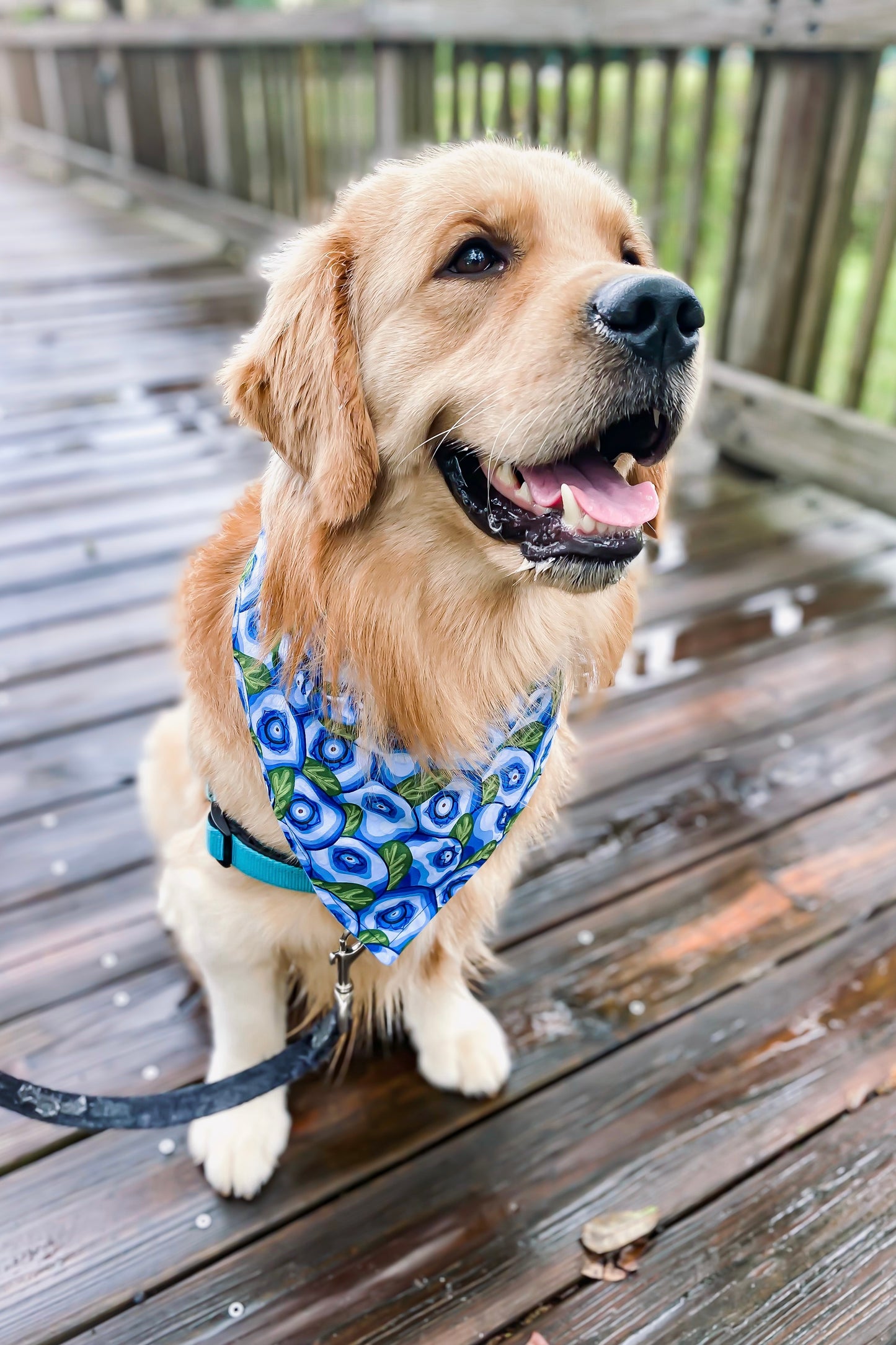 Blueberry Bandana